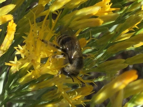 iNaturalist observation photo of Urbane Digger Bee