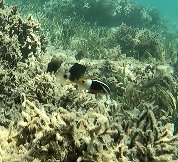 Bicolor goatfish