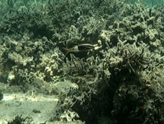 Parupeneus barberinoides