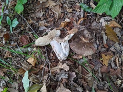Russula nigricans