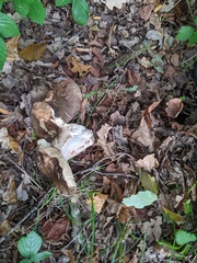 Russula nigricans