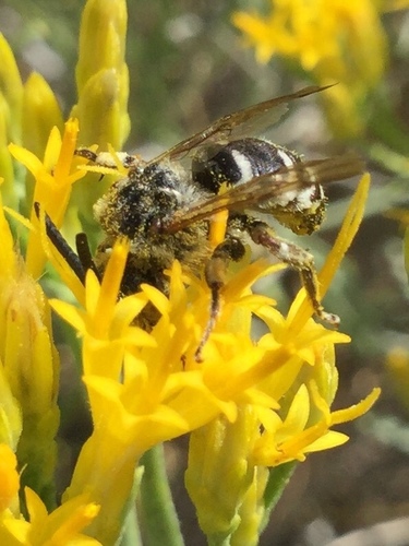 iNaturalist observation photo of California Digger-cuckoo Bee