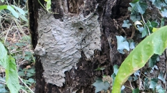 Vespinae