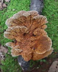 Hexagonia