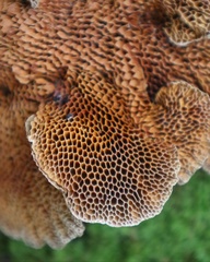 Hexagonia