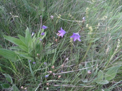 Campanula stevenii