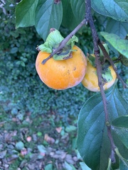 Diospyros kaki