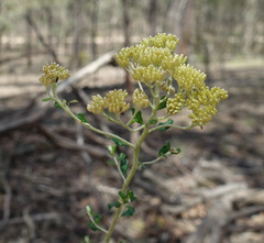 Ozothamnus obcordatus
