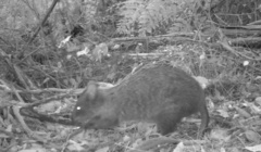 Setonix brachyurus