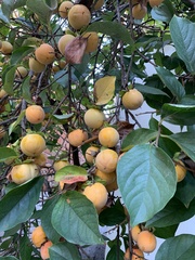 Diospyros kaki