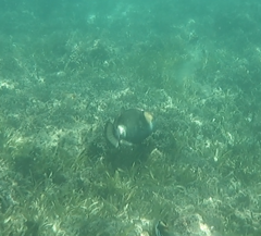 Balistoides viridescens