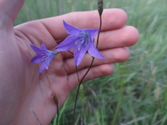 Campanula stevenii