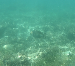 Balistoides viridescens