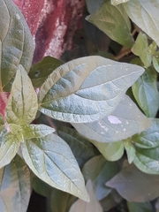 Parietaria judaica