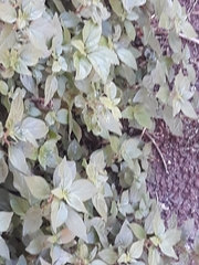 Parietaria judaica