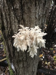 Hericium abietis