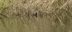 Fulica atra australis