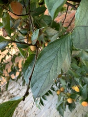 Diospyros kaki