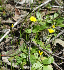 Hypochaeris glabra