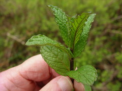 Mentha