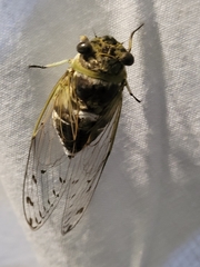 Diceroprocta mesochlora