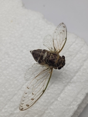 Diceroprocta mesochlora