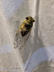 Diceroprocta mesochlora