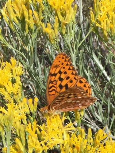iNaturalist observation photo of Zerene Fritillary