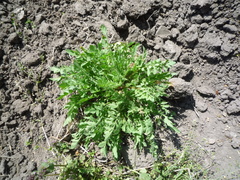 Papaver rhoeas