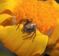 Oxyopes amoenus