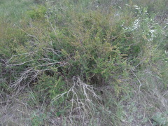 Spiraea hypericifolia