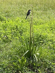 Lanius collaris collaris