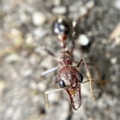 Myrmecia regularis