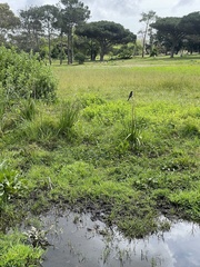 Lanius collaris collaris