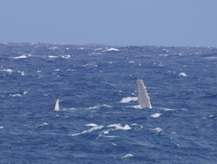 Megaptera novaeangliae
