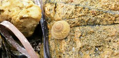 Bembicium