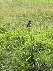 Lanius collaris collaris