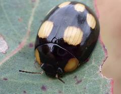 Paropsisterna sexpustulata