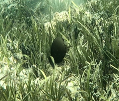 Acanthuridae