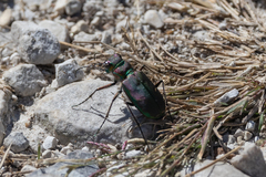 Cicindela purpurea