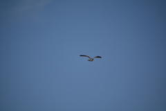 Falco amurensis