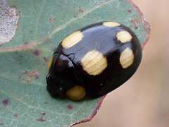 Paropsisterna sexpustulata