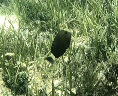 Acanthuridae