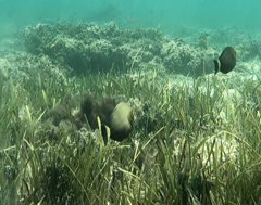 Acanthuridae