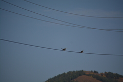 Falco amurensis