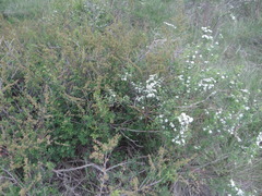 Spiraea hypericifolia