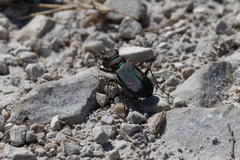 Cicindela purpurea