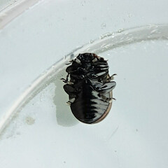 Chrysolina aurichalcea