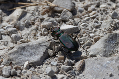 Cicindela purpurea