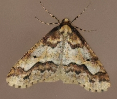 Erannis defoliaria